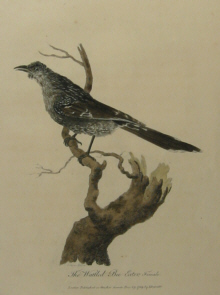 John White's birds